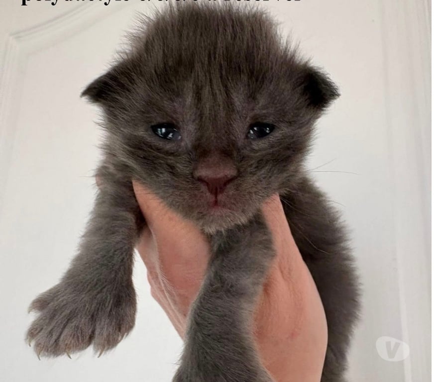Vente Meurthe-et-Moselle Mangonville - 54290 - Photos Vivastreet Chatons Maine coon mâles blue smoke