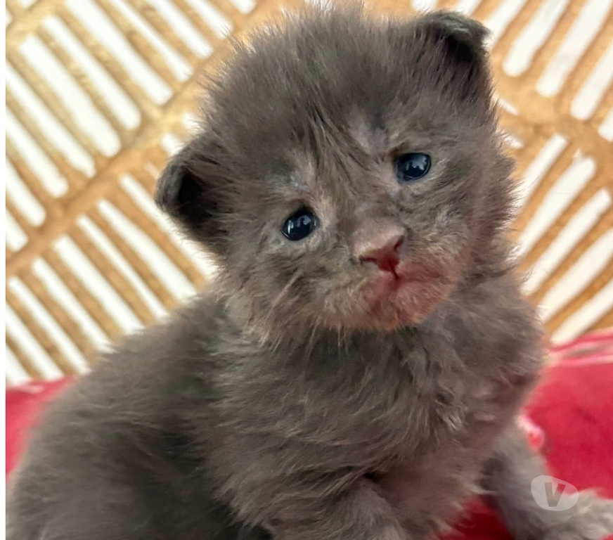 Vente Meurthe-et-Moselle Mangonville - 54290 - Photos Vivastreet Chatons Maine coon