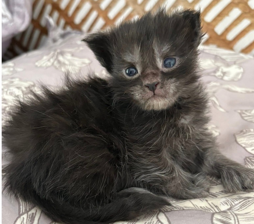 Vente Meurthe-et-Moselle Mangonville - 54290 - Photos Vivastreet Chatons Maine coon