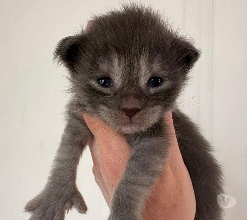 Vente Meurthe-et-Moselle Mangonville - 54290 - Photos Vivastreet Chatons Maine coon mâles blue smoke