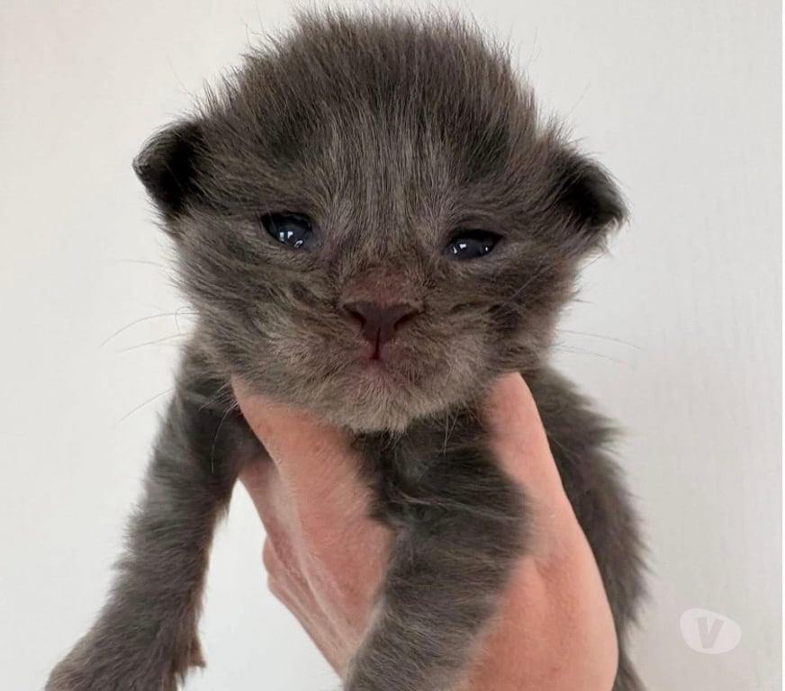 Vente Meurthe-et-Moselle Mangonville - 54290 - Photos Vivastreet Chatons Maine coon mâles blue smoke