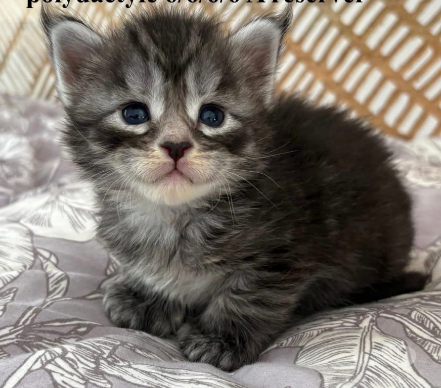 Vente Meurthe-et-Moselle Mangonville - 54290 - Photos Vivastreet Chatons Maine coon