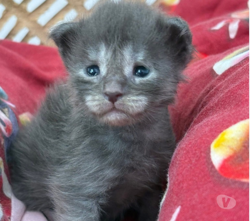 Vente Meurthe-et-Moselle Mangonville - 54290 - Photos Vivastreet Chatons Maine coon