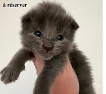 Photos Vivastreet Chatons Maine coon mâles blue smoke