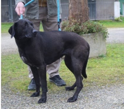 Adoption animaux Caubeyres Lot-et-Garonne - Photos Vivastreet Chien ORKA à l adoption