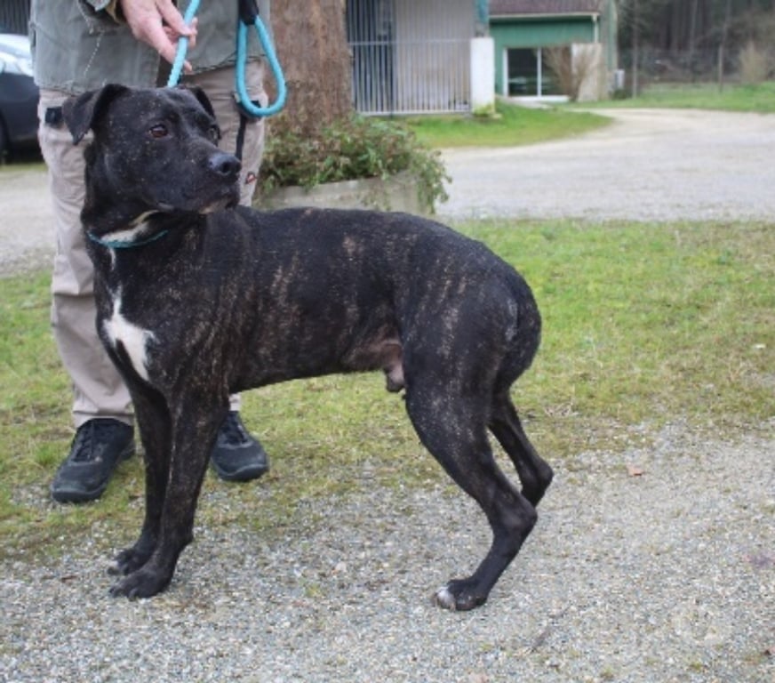 Don animaux Lot-et-Garonne Caubeyres - 47160 - Photos Vivastreet Chien Balou de mely à l adoption