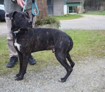 Photos Vivastreet Chien Balou de mely à l adoption