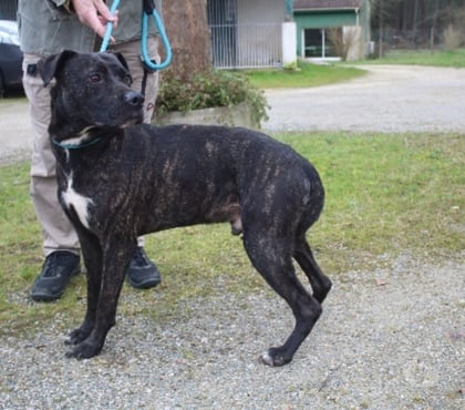 Don animaux Caubeyres Lot-et-Garonne - Photos Vivastreet Chien Balou de mely à l adoption