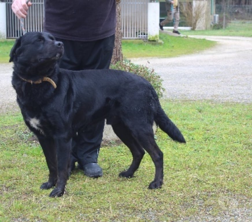 Don animaux Lot-et-Garonne Caubeyres - 47160 - Photos Vivastreet Chien MALCO à l adoption