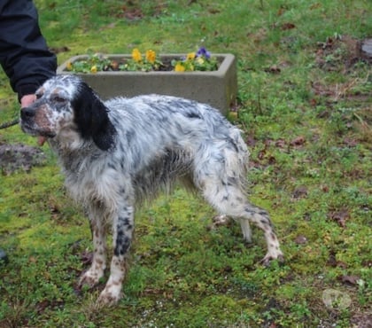 Don animaux Caubeyres Lot-et-Garonne - Photos Vivastreet Chien VEGAS à l adoption