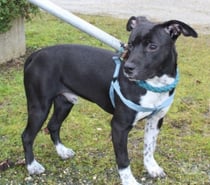 Photos Vivastreet Chien YOSHI à l adoption