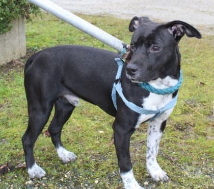 Don Caubeyres Lot-et-Garonne - Photos Vivastreet Chien YOSHI à l adoption