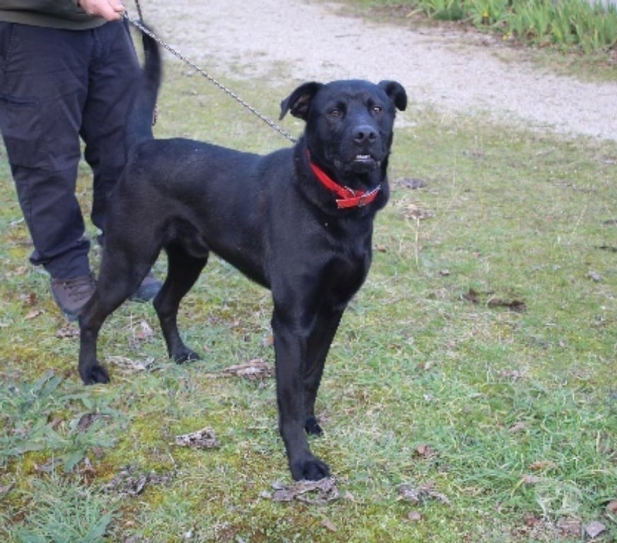 Don animaux Lot-et-Garonne Caubeyres - 47160 - Photos Vivastreet Chien SONY à l adoption