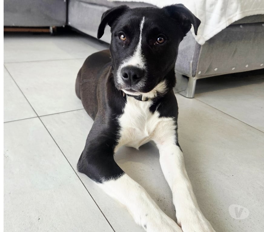 Don animaux Aude Carcassonne - Photos Vivastreet Aston chiot très gentil 4 mois