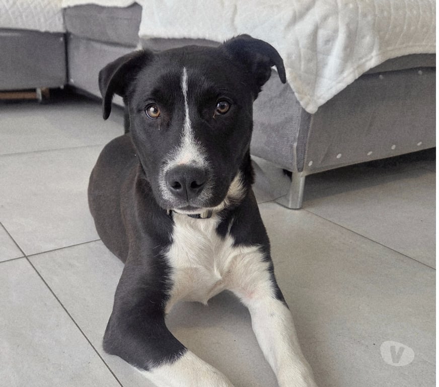 Don animaux Aude Carcassonne - Photos Vivastreet Aston chiot très gentil 4 mois