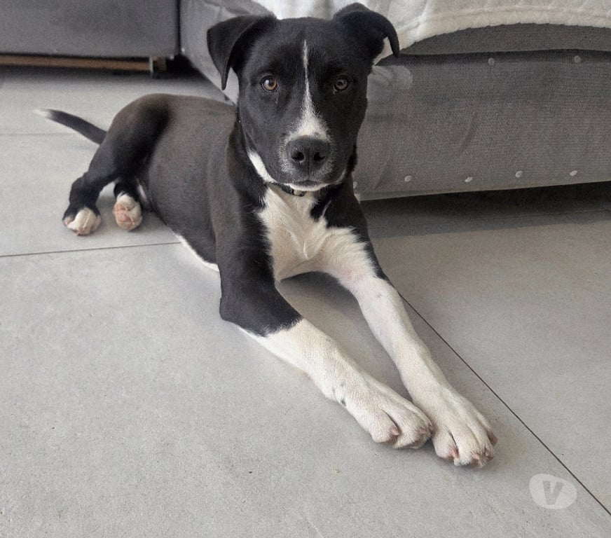 Don animaux Aude Carcassonne - Photos Vivastreet Aston chiot très gentil 4 mois