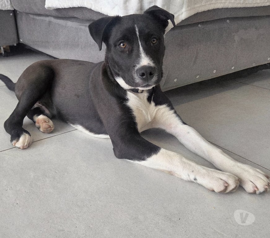 Don animaux Aude Carcassonne - Photos Vivastreet Aston chiot très gentil 4 mois