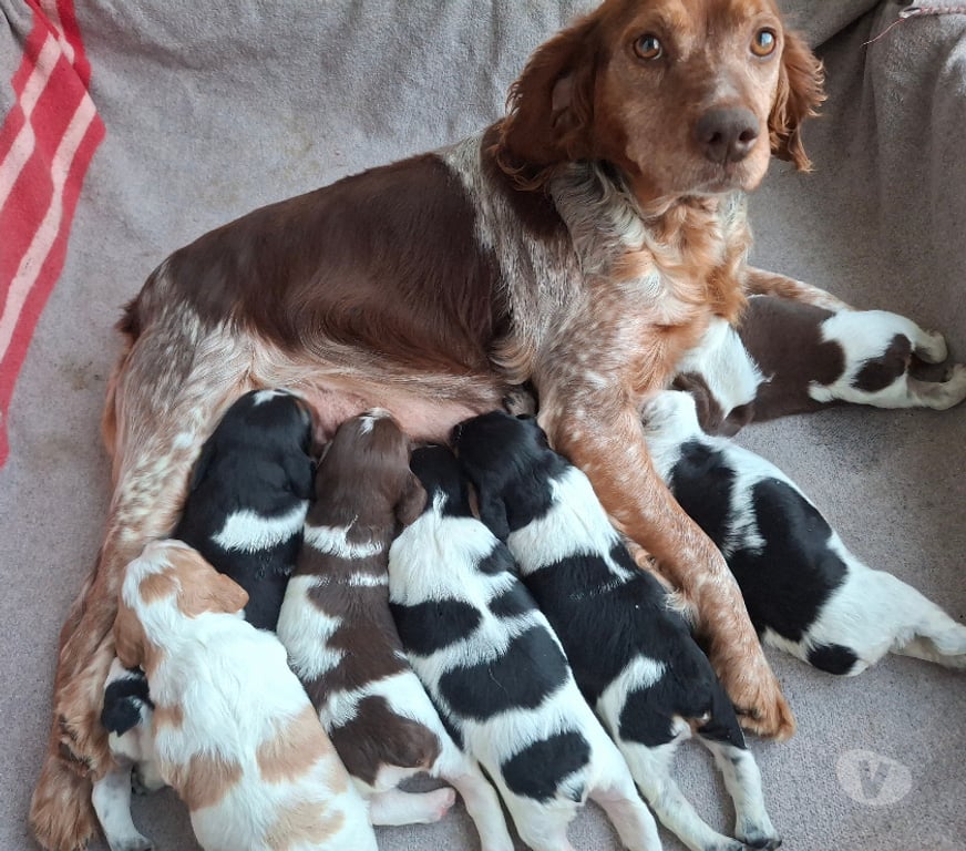 Vente Loiret Amilly - 45200 - Photos Vivastreet A réserver chiots épagneul breton LOF tricolore orange