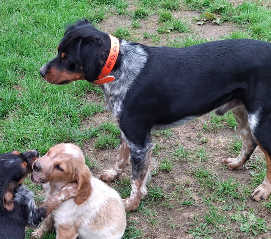 Vente Loiret Amilly - 45200 - Photos Vivastreet A réserver chiots épagneul breton LOF tricolore orange