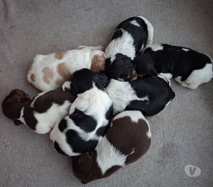 Vente animaux Amilly Loiret - Photos Vivastreet A réserver chiots épagneul breton LOF tricolore orange