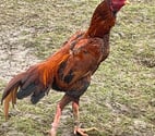Coo poule de races