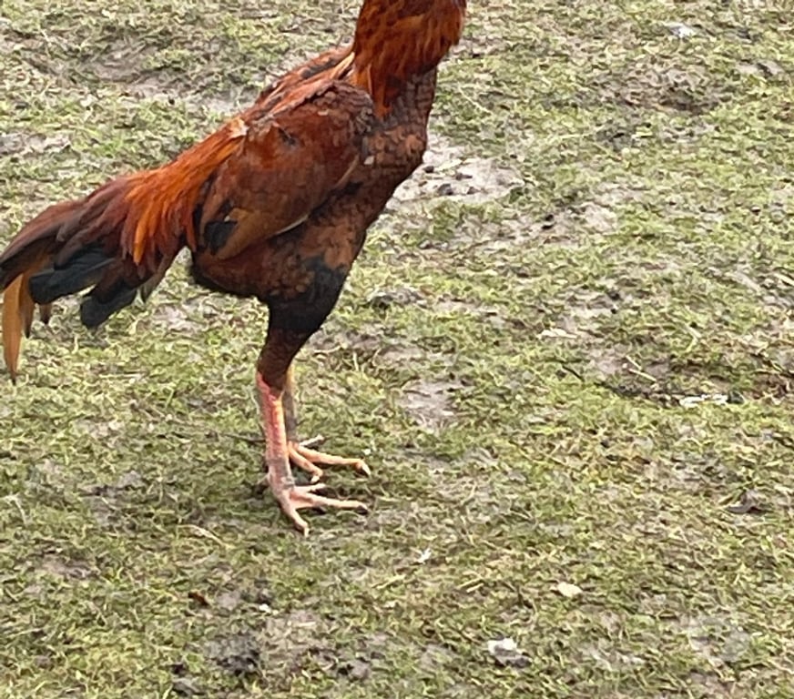 Vente Pas-de-Calais Lens - 62300 - Photos Vivastreet Coo poule de races