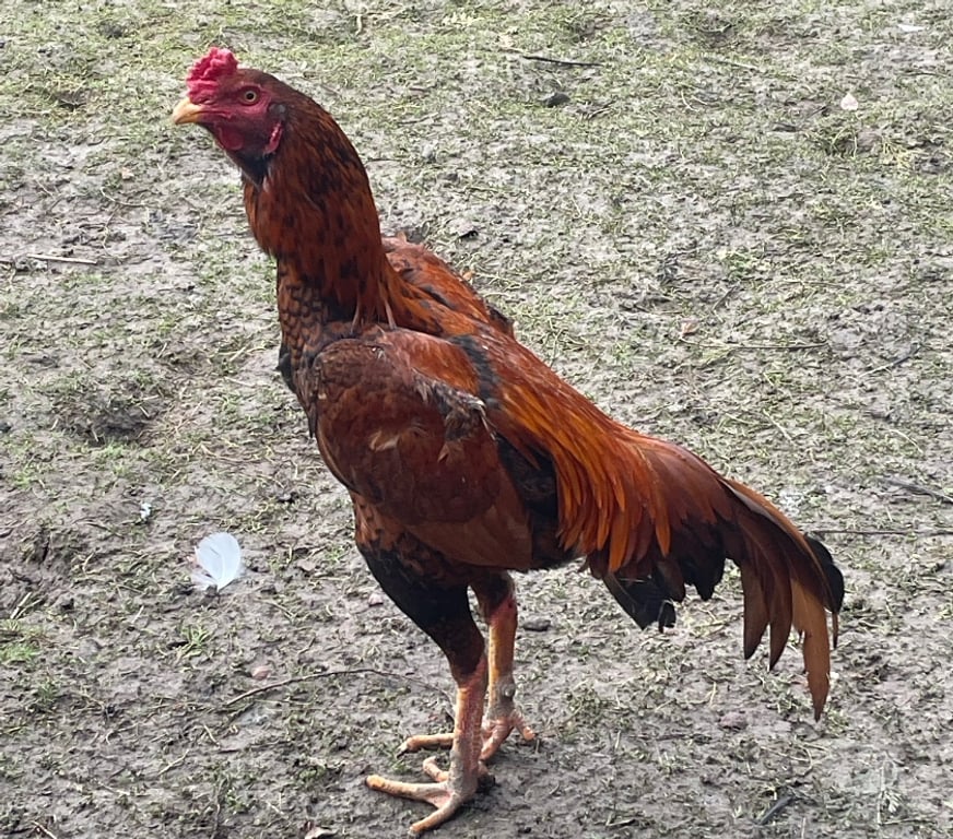 Vente Pas-de-Calais Lens - 62300 - Photos Vivastreet Coo poule de races