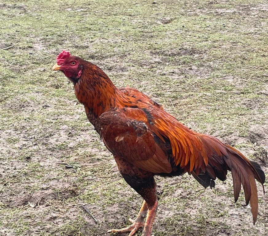 Vente Pas-de-Calais Lens - 62300 - Photos Vivastreet Coo poule de races