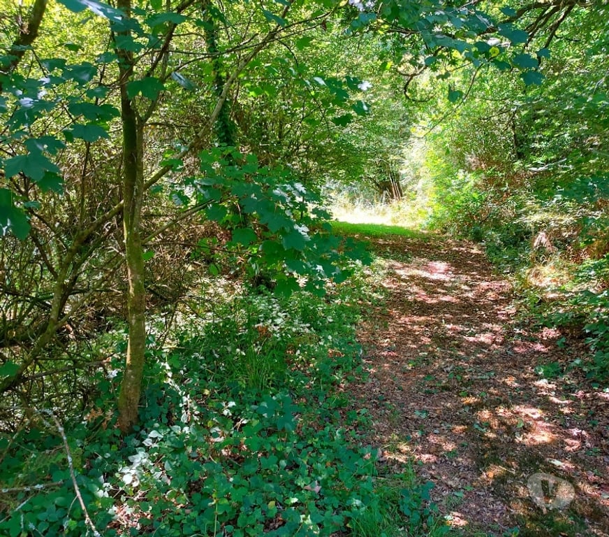 Vente Maison Finistère Huelgoat - 29690 - Photos Vivastreet Maison 5 chambres sur jardin 4000 m² et forêt 1,4 ha