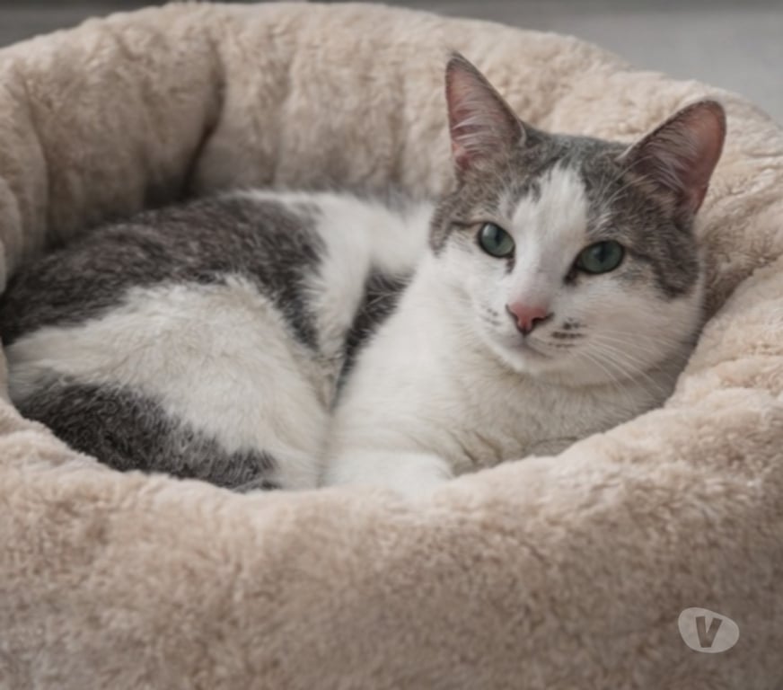 Don animaux Aude Carcassonne - Photos Vivastreet Roméo adorable chat de 2 ans