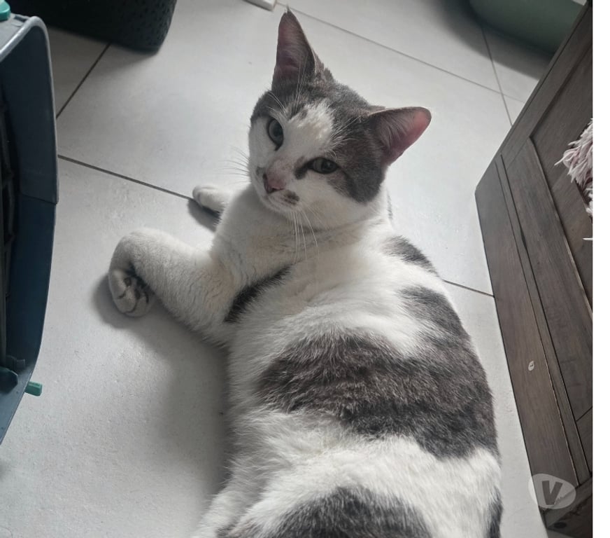 Don animaux Aude Carcassonne - Photos Vivastreet Roméo adorable chat de 2 ans