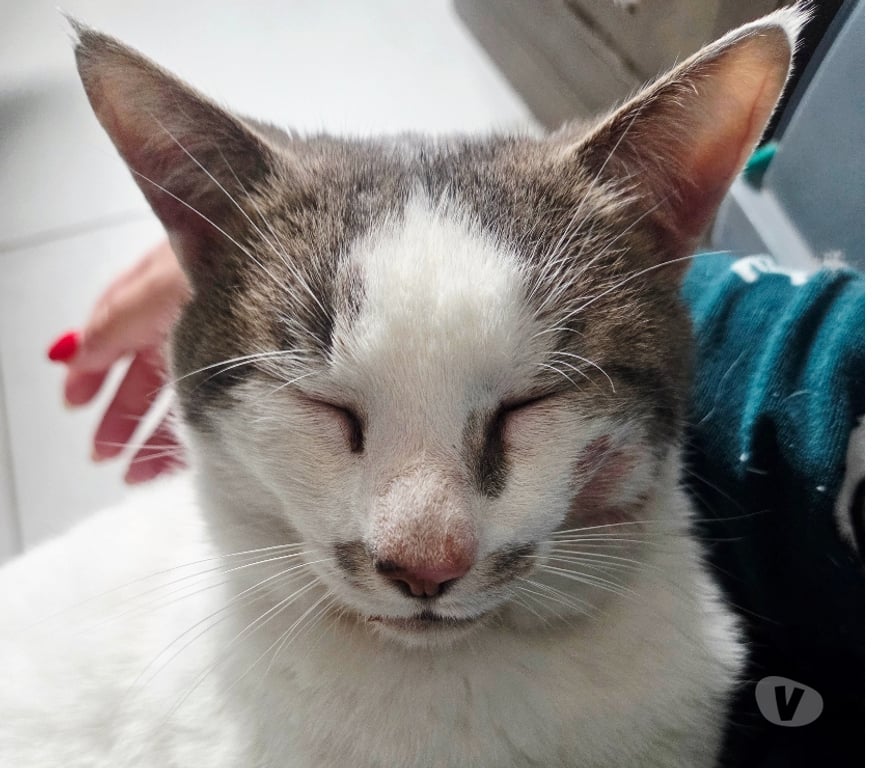 Don animaux Aude Carcassonne - Photos Vivastreet Roméo adorable chat de 2 ans