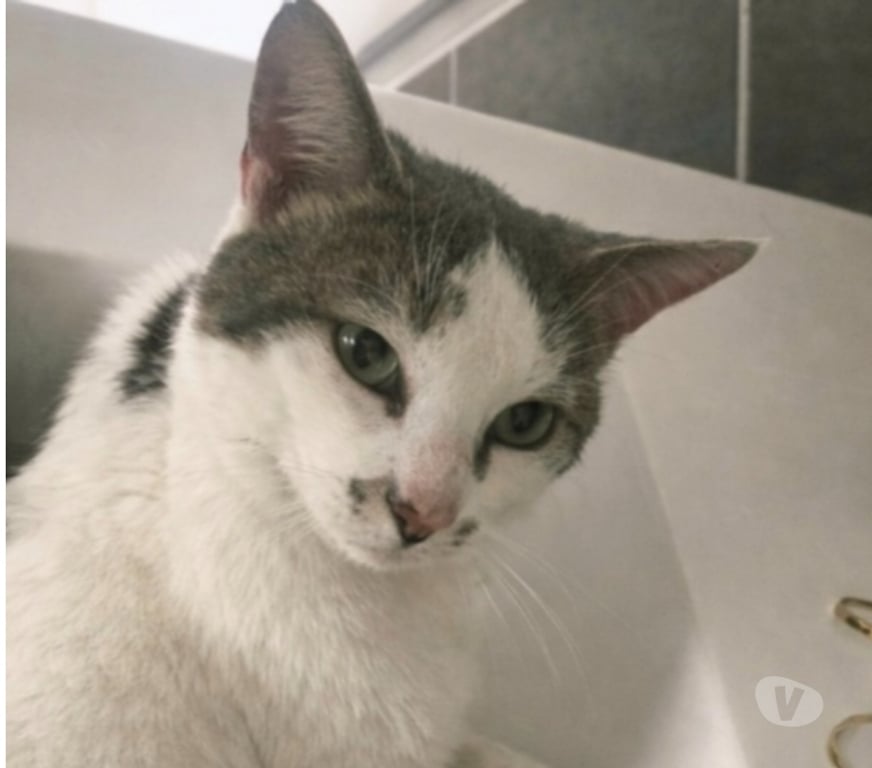 Don animaux Aude Carcassonne - Photos Vivastreet Roméo adorable chat de 2 ans