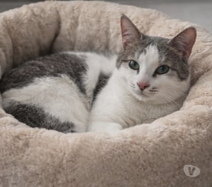 Don Carcassonne Carcassonne - Photos Vivastreet Roméo adorable chat de 2 ans