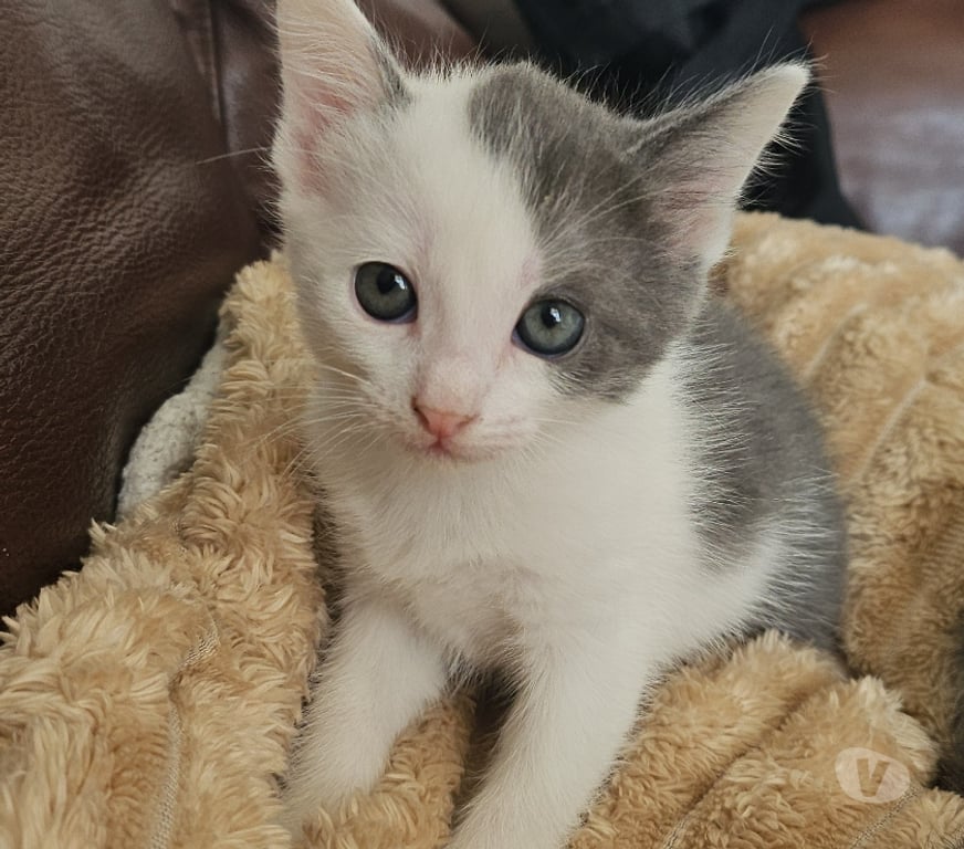 Don animaux Isère Grenoble - Photos Vivastreet Chats x chartreux