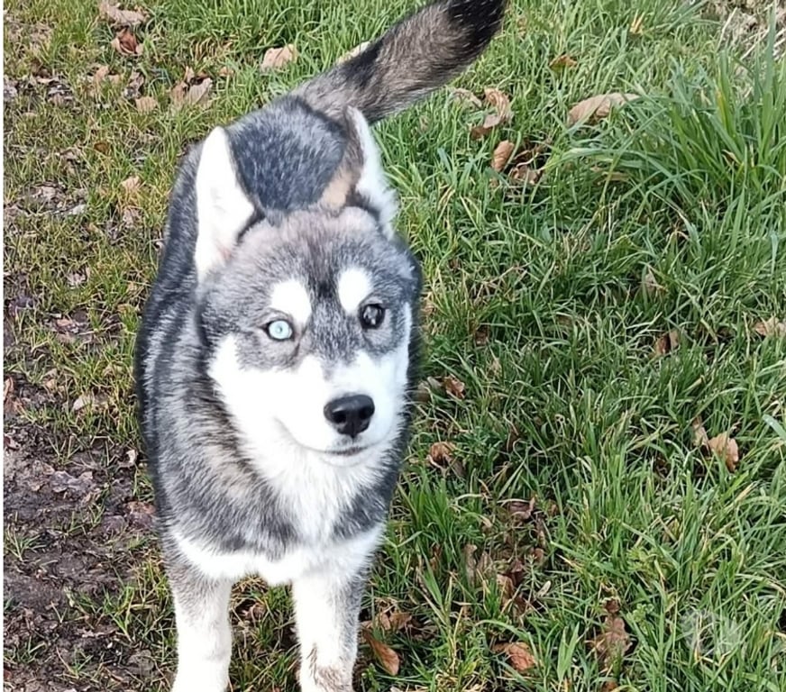 Vente Morbihan Guemene sur Scorff - 56160 - Photos Vivastreet HUSKY LOF FEMELLE