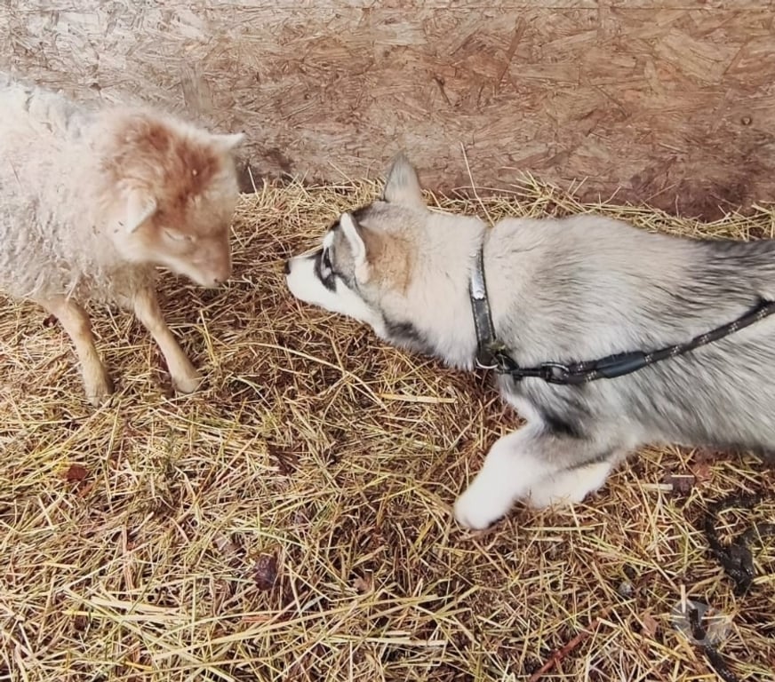 Vente Morbihan Guemene sur Scorff - 56160 - Photos Vivastreet HUSKY LOF FEMELLE