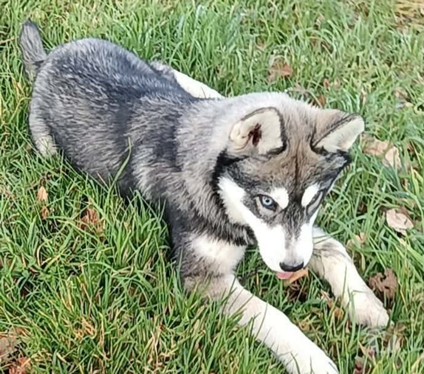 Vente Morbihan Guemene sur Scorff - 56160 - Photos Vivastreet HUSKY LOF FEMELLE