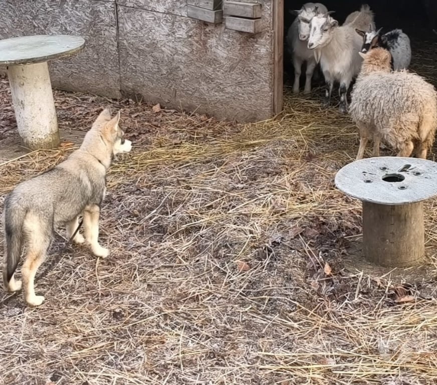 Vente Morbihan Guemene sur Scorff - 56160 - Photos Vivastreet HUSKY LOF FEMELLE