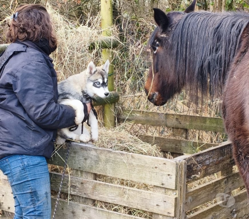 Vente Morbihan Guemene sur Scorff - 56160 - Photos Vivastreet HUSKY LOF FEMELLE