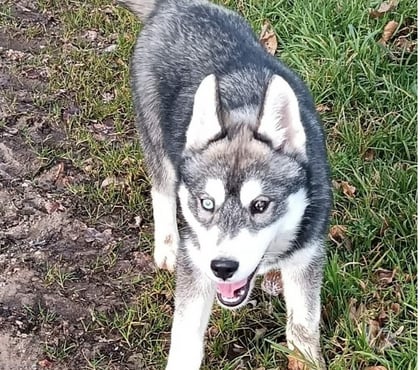 Vente animaux Guemene sur Scorff Morbihan - Photos Vivastreet HUSKY LOF FEMELLE