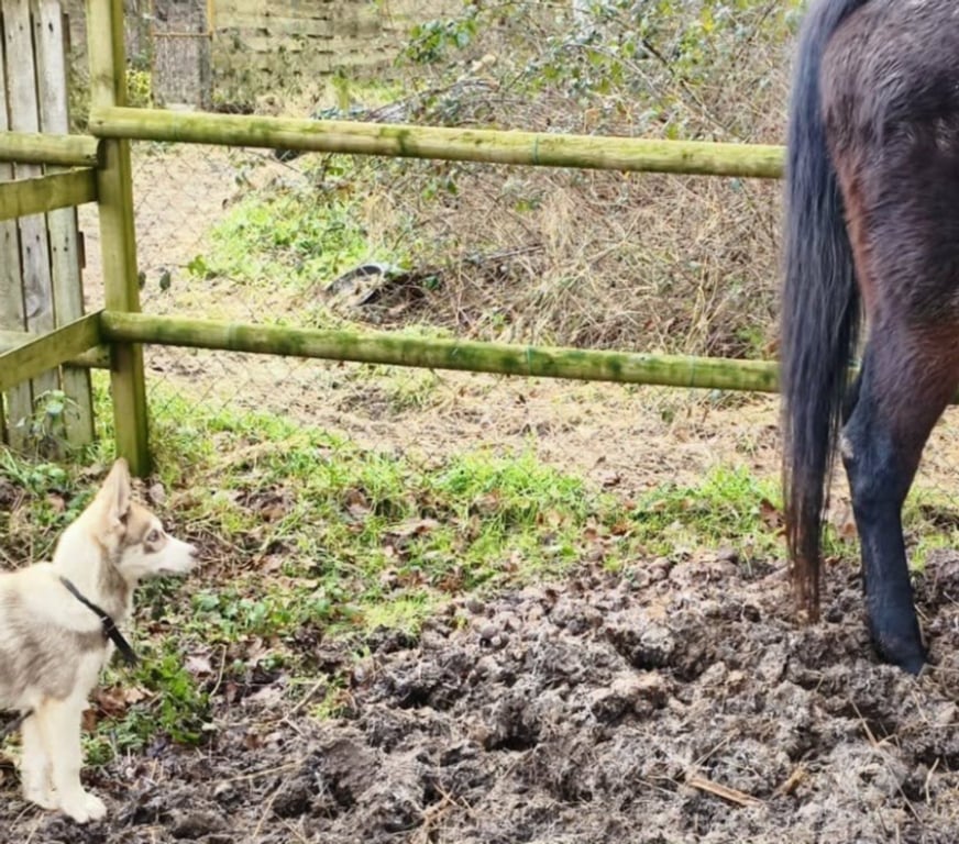 Vente Morbihan Guemene sur Scorff - 56160 - Photos Vivastreet HUSKY LOF mâle couleur rare