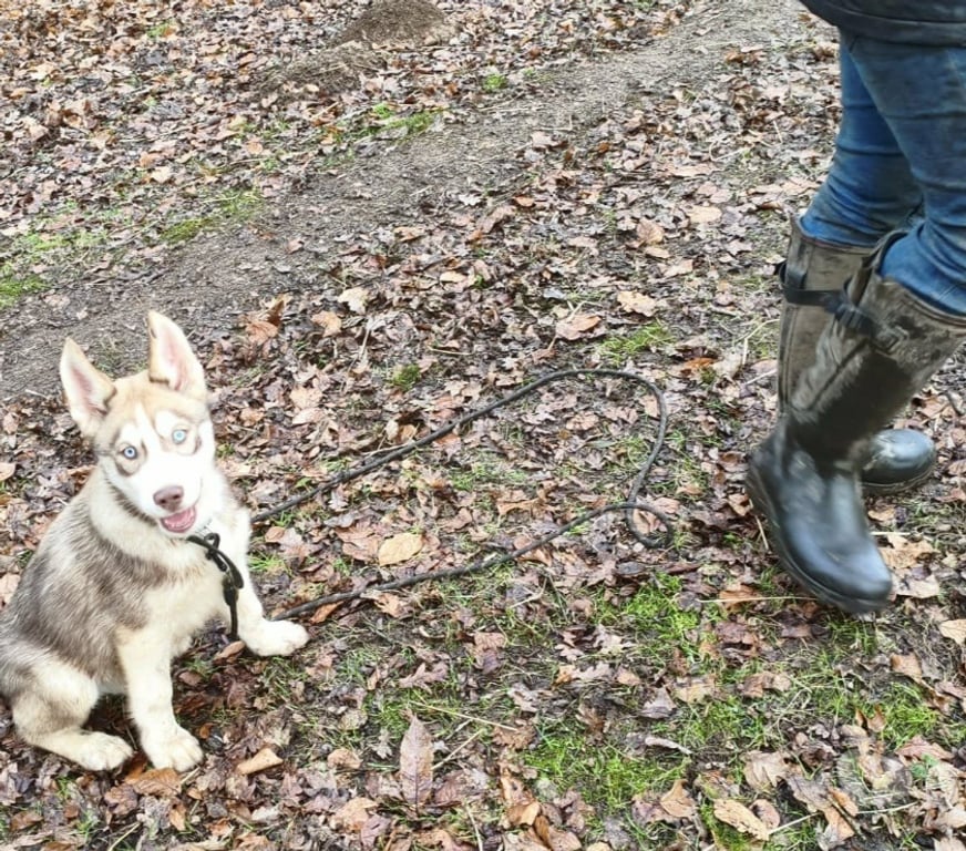 Vente Morbihan Guemene sur Scorff - 56160 - Photos Vivastreet HUSKY LOF mâle couleur rare