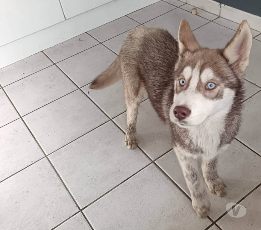 Vente Morbihan Guemene sur Scorff - 56160 - Photos Vivastreet HUSKY LOF mâle couleur rare