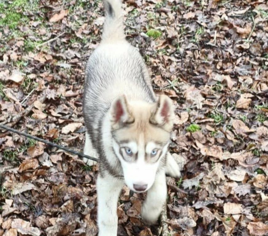 Vente Morbihan Guemene sur Scorff - 56160 - Photos Vivastreet HUSKY LOF mâle couleur rare
