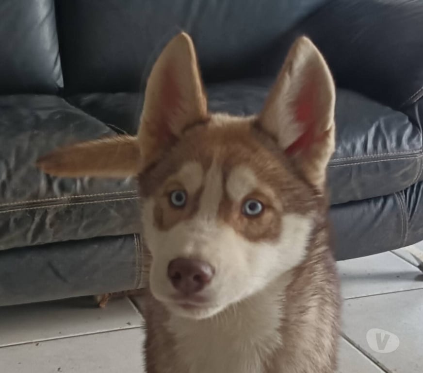 Vente Morbihan Guemene sur Scorff - 56160 - Photos Vivastreet HUSKY LOF mâle couleur rare