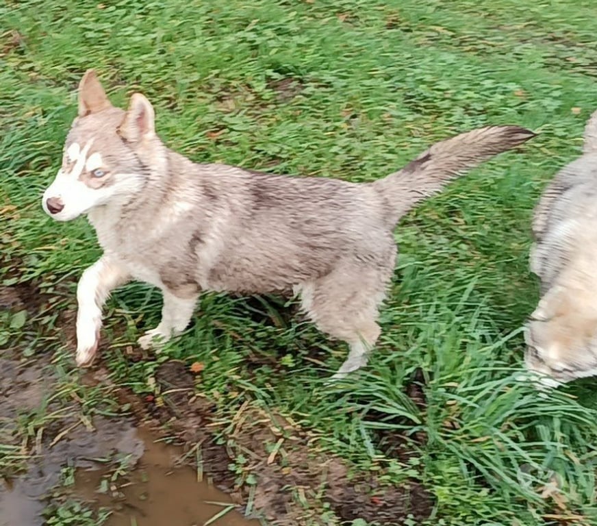 Vente Morbihan Guemene sur Scorff - 56160 - Photos Vivastreet HUSKY LOF mâle couleur rare