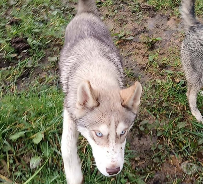 Vente Morbihan Guemene sur Scorff - 56160 - Photos Vivastreet HUSKY LOF mâle couleur rare