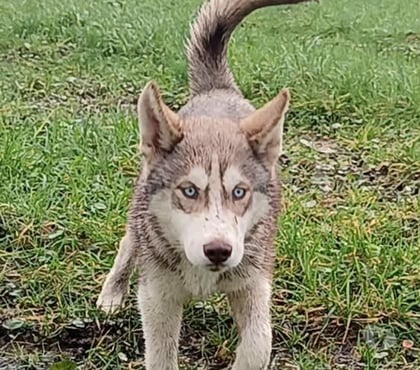 Vente animaux Guemene sur Scorff Morbihan - Photos Vivastreet HUSKY LOF mâle couleur rare