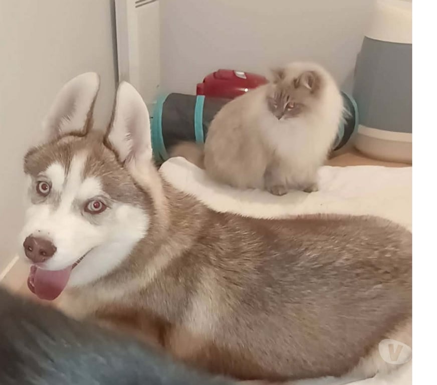 Vente Morbihan Guemene sur Scorff - 56160 - Photos Vivastreet HUSKY LOF MALE COULEUR RARE